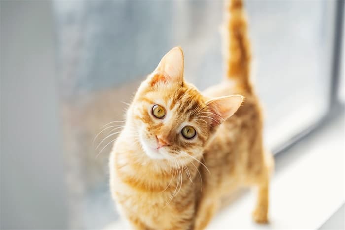 Science：猫狗等宠物会感染新冠，它们也需要接种新冠疫苗吗？