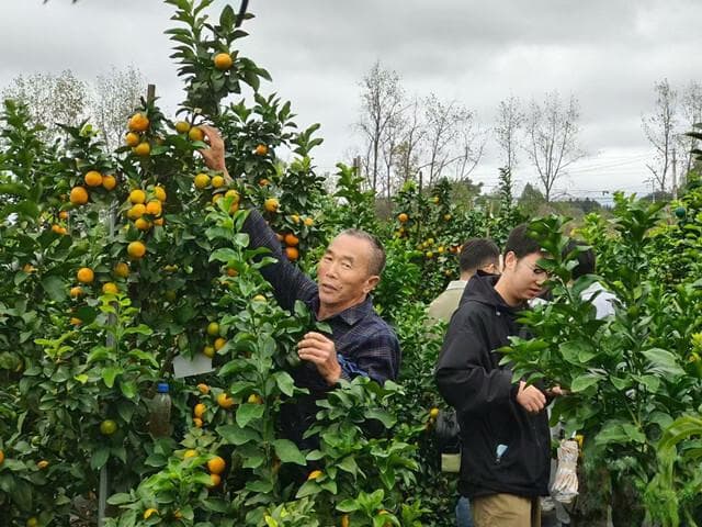 怀化：湖南的“水果之都”，一年四季瓜果飘香