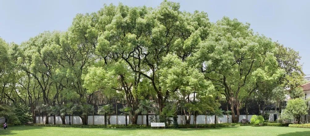 植树节特辑：城市大树的生态贡献与观赏地图