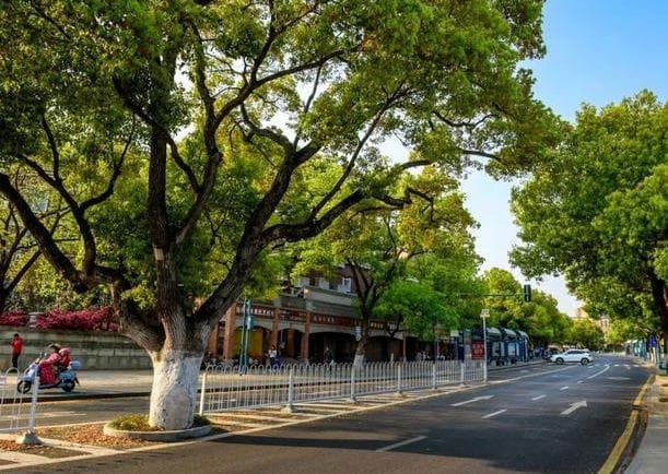 为什么湖南大街小巷都是香樟树？网友：它是“省树”！