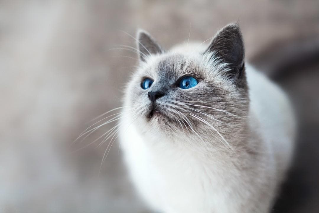 猫咪打喷嚏，究竟是怎么回事？会自愈吗？