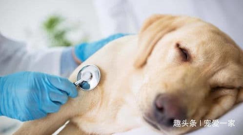 狗狗急性肠胃炎，速就医！