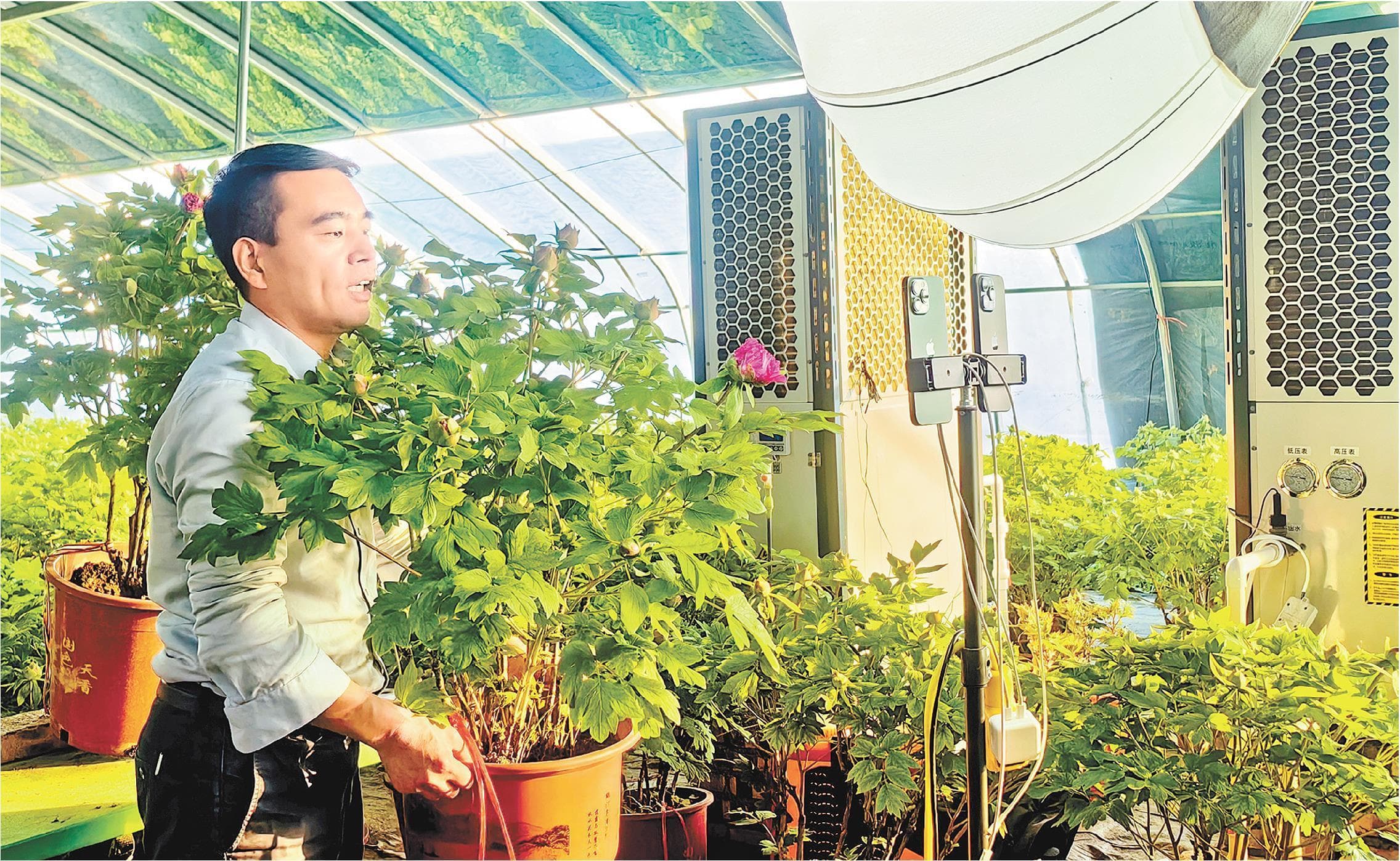 菏泽牡丹乘《国色芳华》之风卖爆了