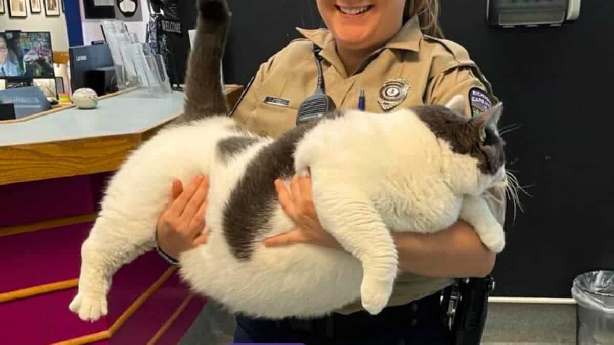 世界上最胖的猫，住在弗吉尼亚州