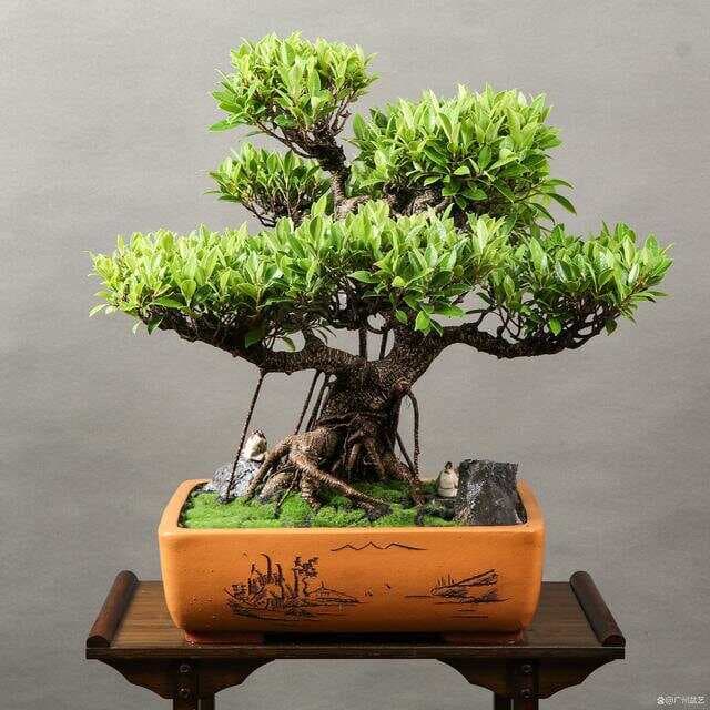 常见的十种非常好养的盆景植物