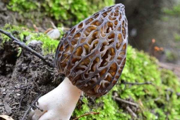 3岁以下小孩不宜食用羊肚菌，这些注意事项请收好