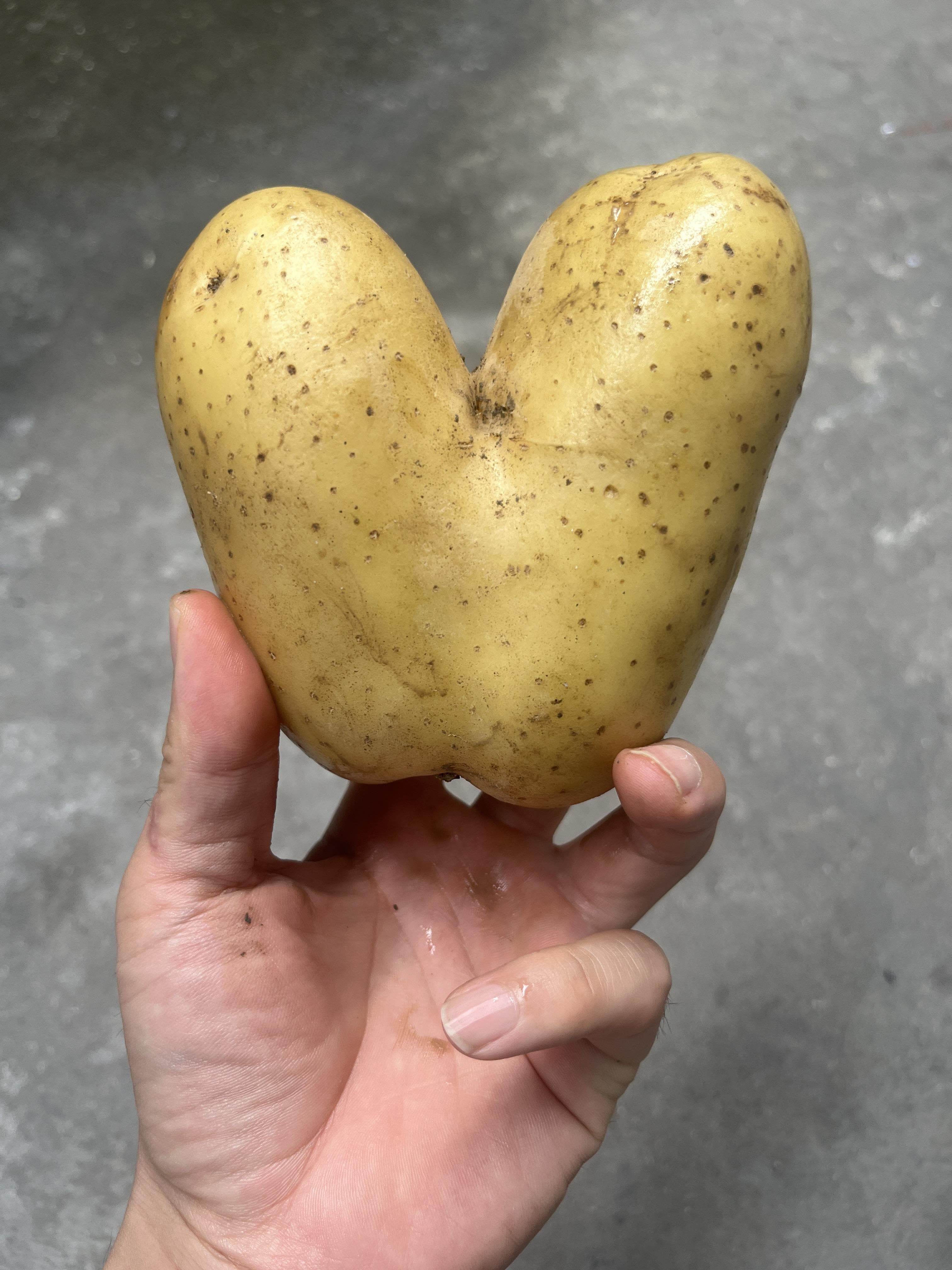 静宁果农王恩科：土豆种植综合管理技术