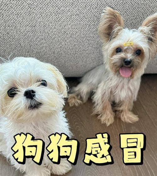 小狗流鼻涕怎么办？药物治疗和预防方法详解