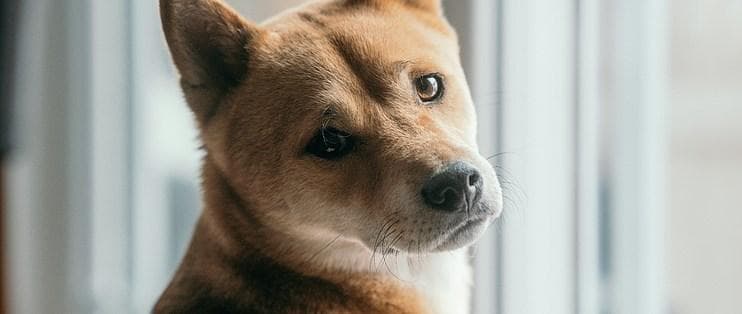 柴犬好养吗？你绝对想不到的真相！