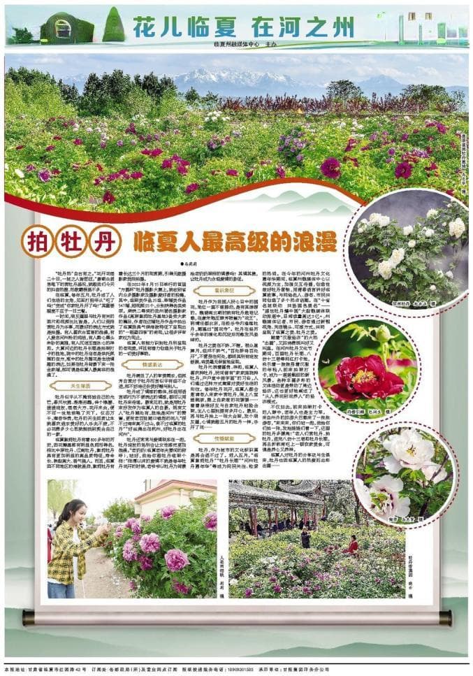 拍牡丹：临夏人最高级的浪漫