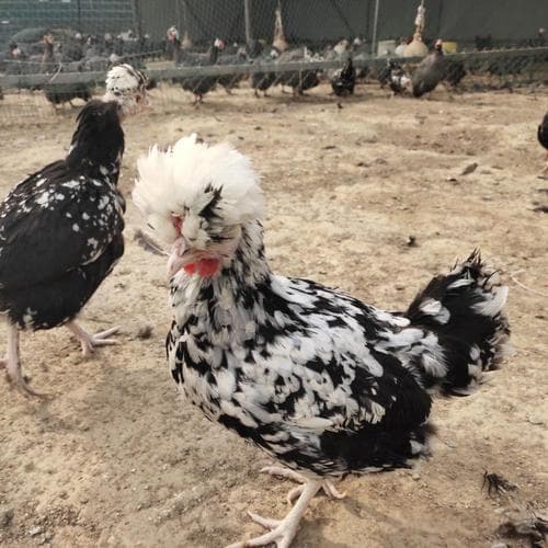 贵妃鸡饲养要点和管理方法有哪些？