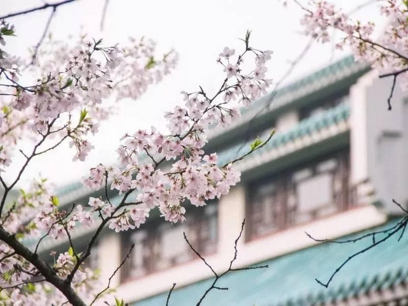 长春中医药大学开设四大专科专业，实践教学助力中医药人才培养