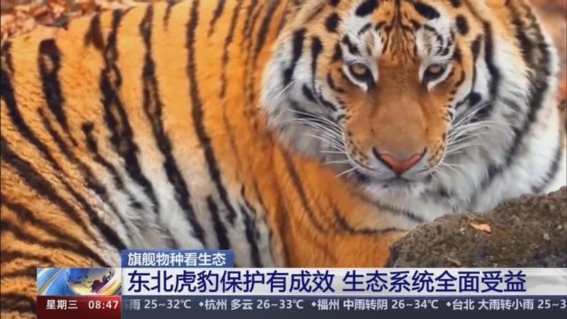 “数”说旗舰物种多样化保护之路 绘就“万物共生”和谐新图景