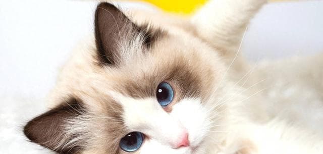 猫咪的视力：适应性超强，让你大开眼界！