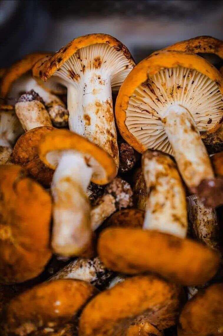 腾冲十大特色小吃：从大救驾到竹筒鸡，地道滇味等你来尝