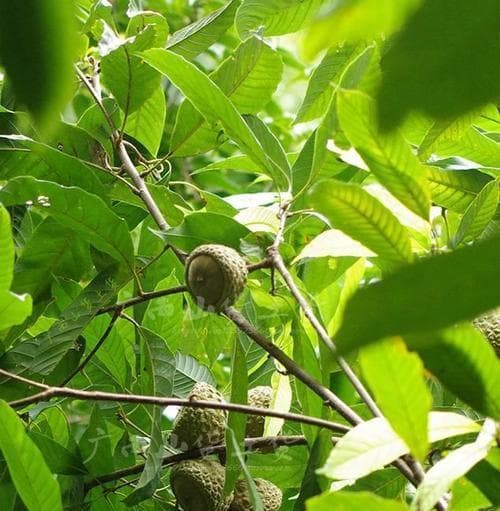 菩提树的种类与特征（探究菩提树的起源、形态及生长环境）