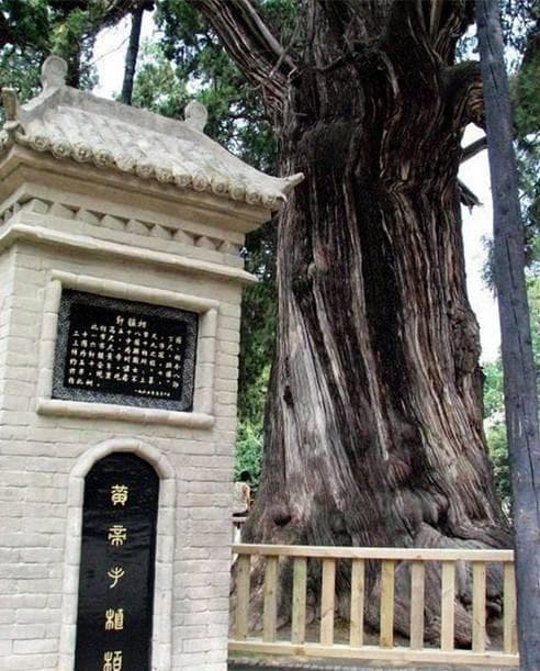 中国十大千年古树，你都知道吗？