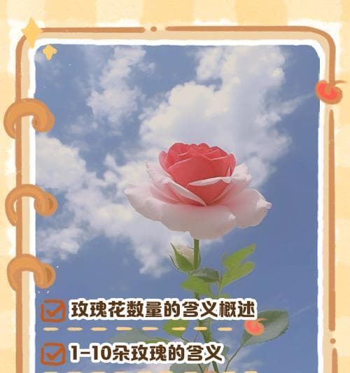 玫瑰花在不同场合有何不同含义？