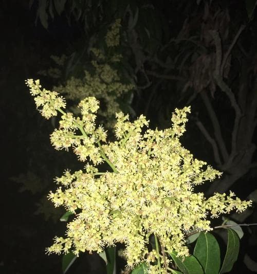 荔枝树开花时间及特点（探究荔枝开花的季节及形态，认识荔枝生长的规律）
