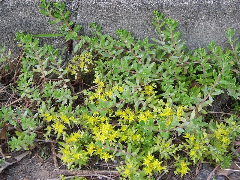 垂盆草：从传统应用到现代研究的全面解析