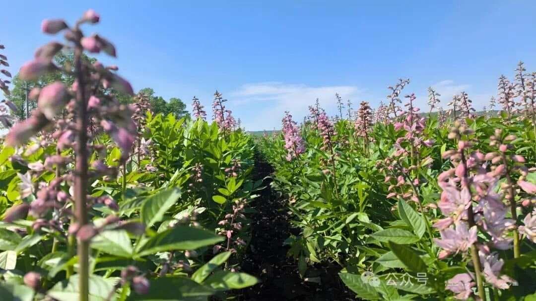 国家对中草药种植的扶持政策有哪些？