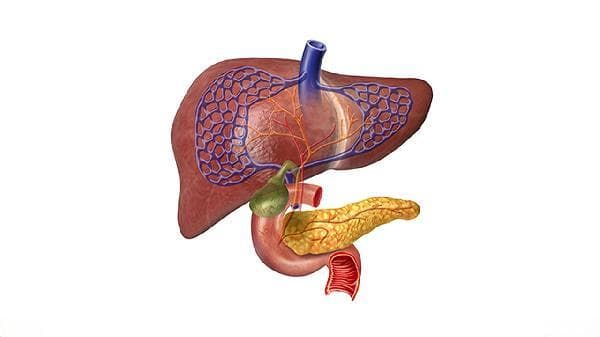 高脂肪高胆固醇食品有哪些？一文详解危害与替代方案