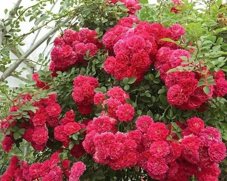 藤本月季的生长习性与花期（了解藤本月季的生长周期，助你优雅地栽培）