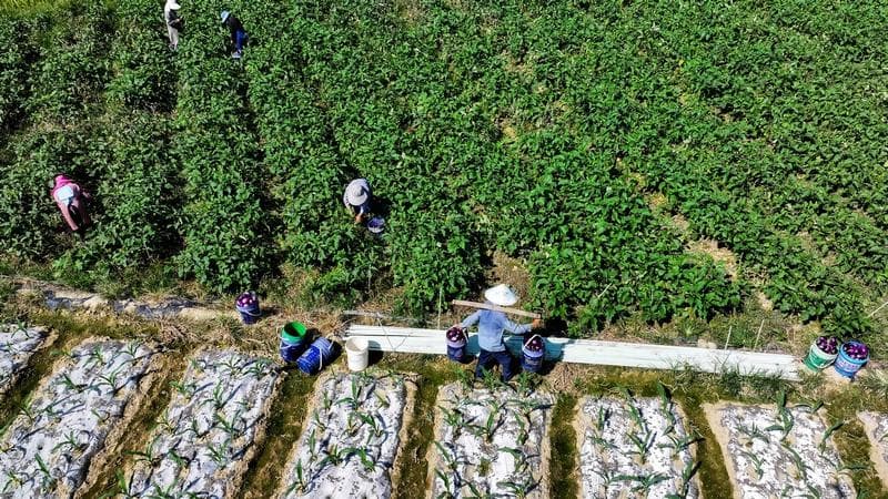 罗甸“菜—稻—菜”轮作模式：11万亩水稻获丰收，土地利用率大幅提升