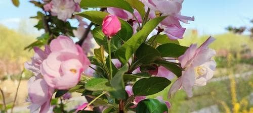 西府海棠：花果兼赏，庭院栽植的理想选择