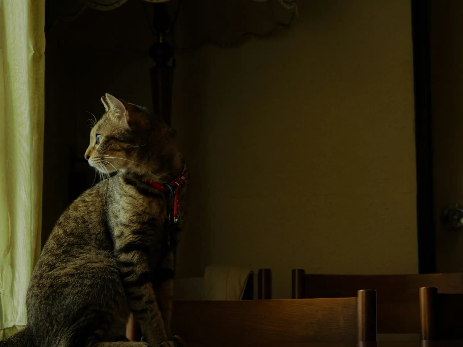 《金陵御猫》：动画人物设计的新突破