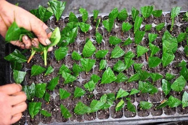 春季扦插花卉，牢记这4点，生根率翻倍！