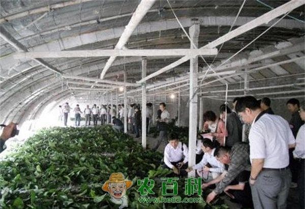 养蚕技术的增产方法