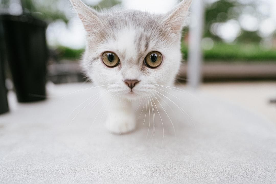猫咪突然呼吸很大声？可能是这些原因！