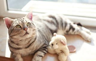 猫咪拉肚子，速查病因，及时就医！