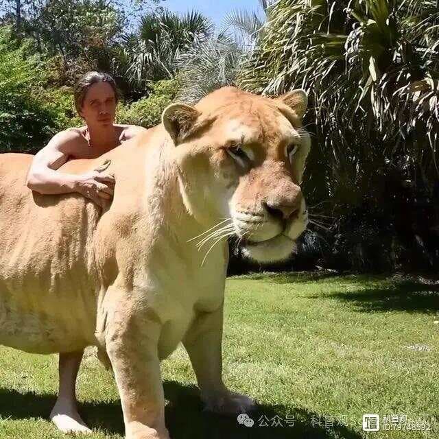 【原】狮子、老虎不是同种动物，为什么却能生出狮虎兽？人和黑猩猩呢？