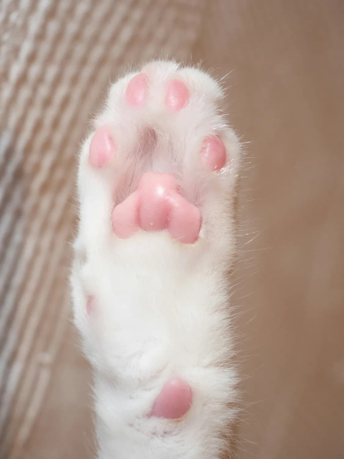 萌宠来袭！猫爪汤圆成元宵新宠