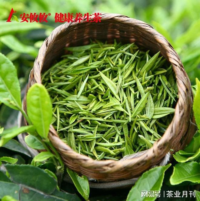 单枞茶：广东潮州凤凰镇的乌龙茶瑰宝