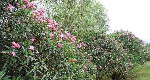 夹竹桃属于什么植物类型？探秘夹竹桃的科属和生态习性