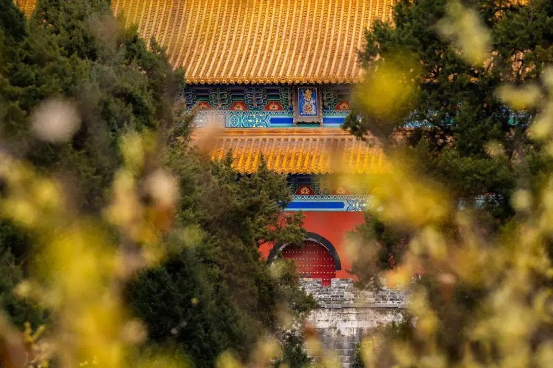 南京八大赏蜡梅胜地，各具特色等你来