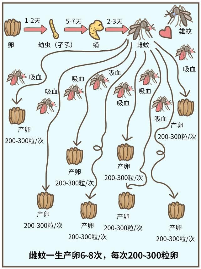 蚊子叮咬不可怕，可怕的是登革热！