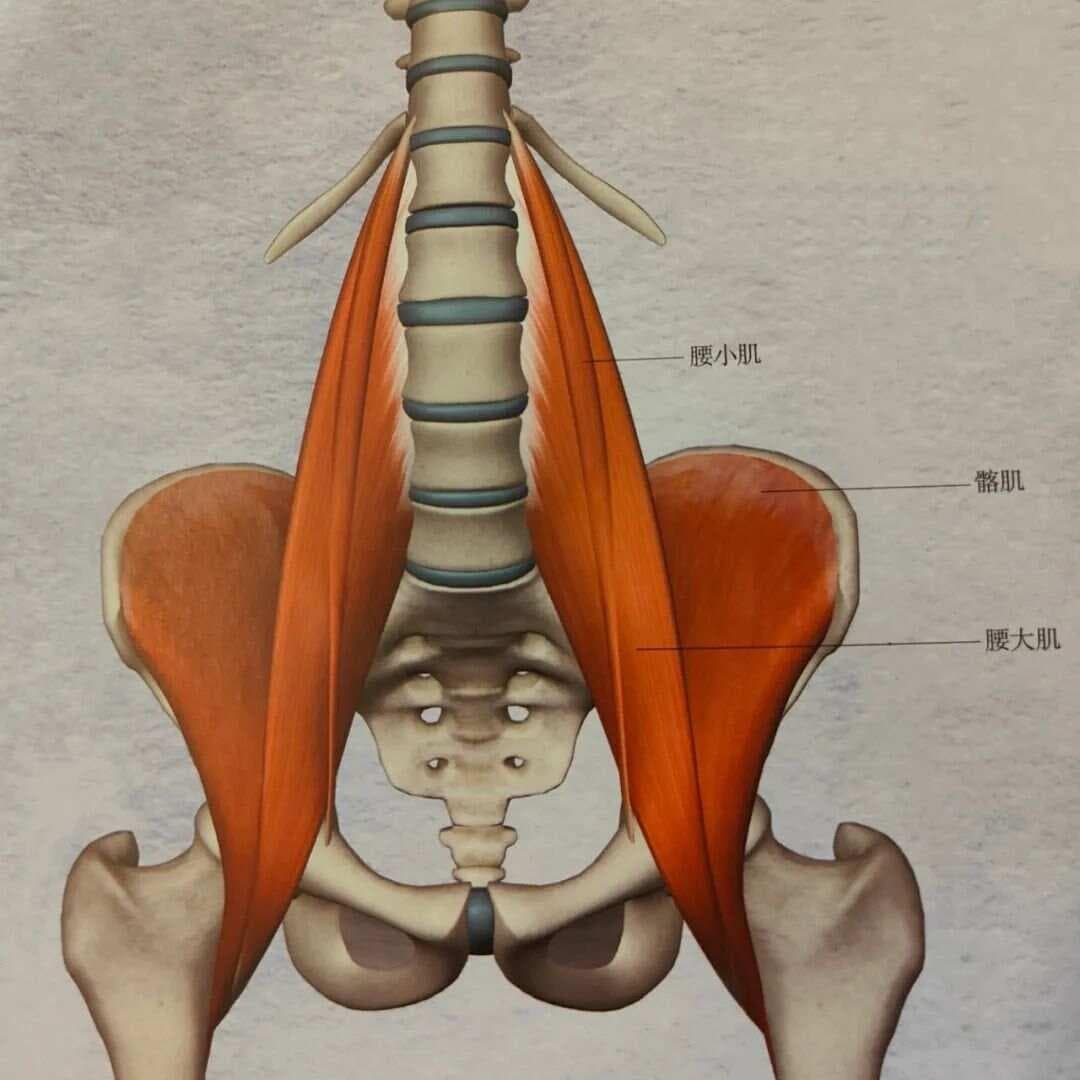 腰痛、髋弹响、膝超伸都跟髂腰肌有关？11个动作帮你应对！