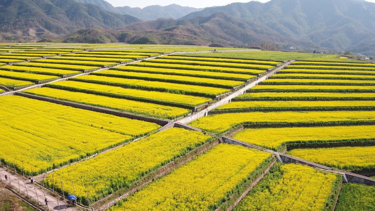 浙江金华：兰溪市西塘下村梯田油菜花盛放绘就乡村共富新画卷