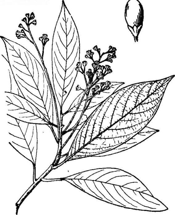楠木：中国名贵木材的植物学解析