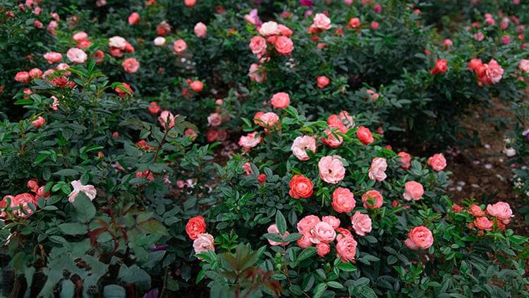 深圳春日必逛！香蜜公园玫瑰园“花海暴击”