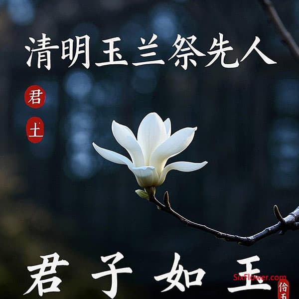 清明节祭扫用花礼仪：白菊之外，这些花也能表达思念！