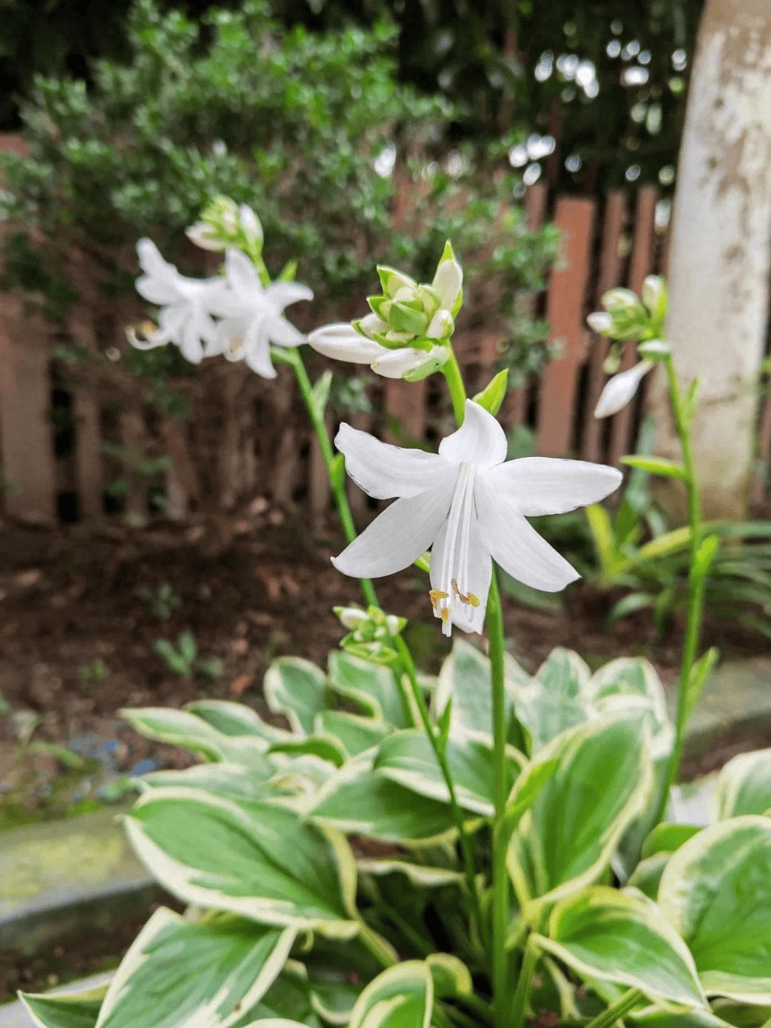 8种“喜阴花”，最怕“晒太阳”，晒一盆蔫一盆！