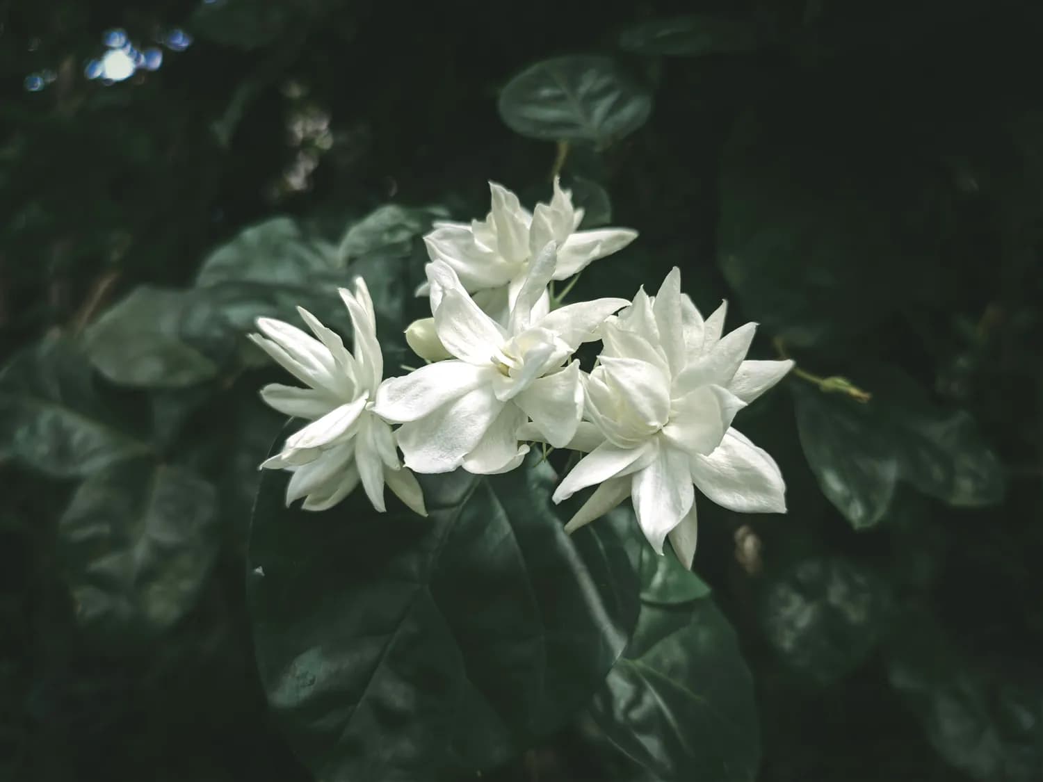 抖音快手必火：茉莉诗意网名