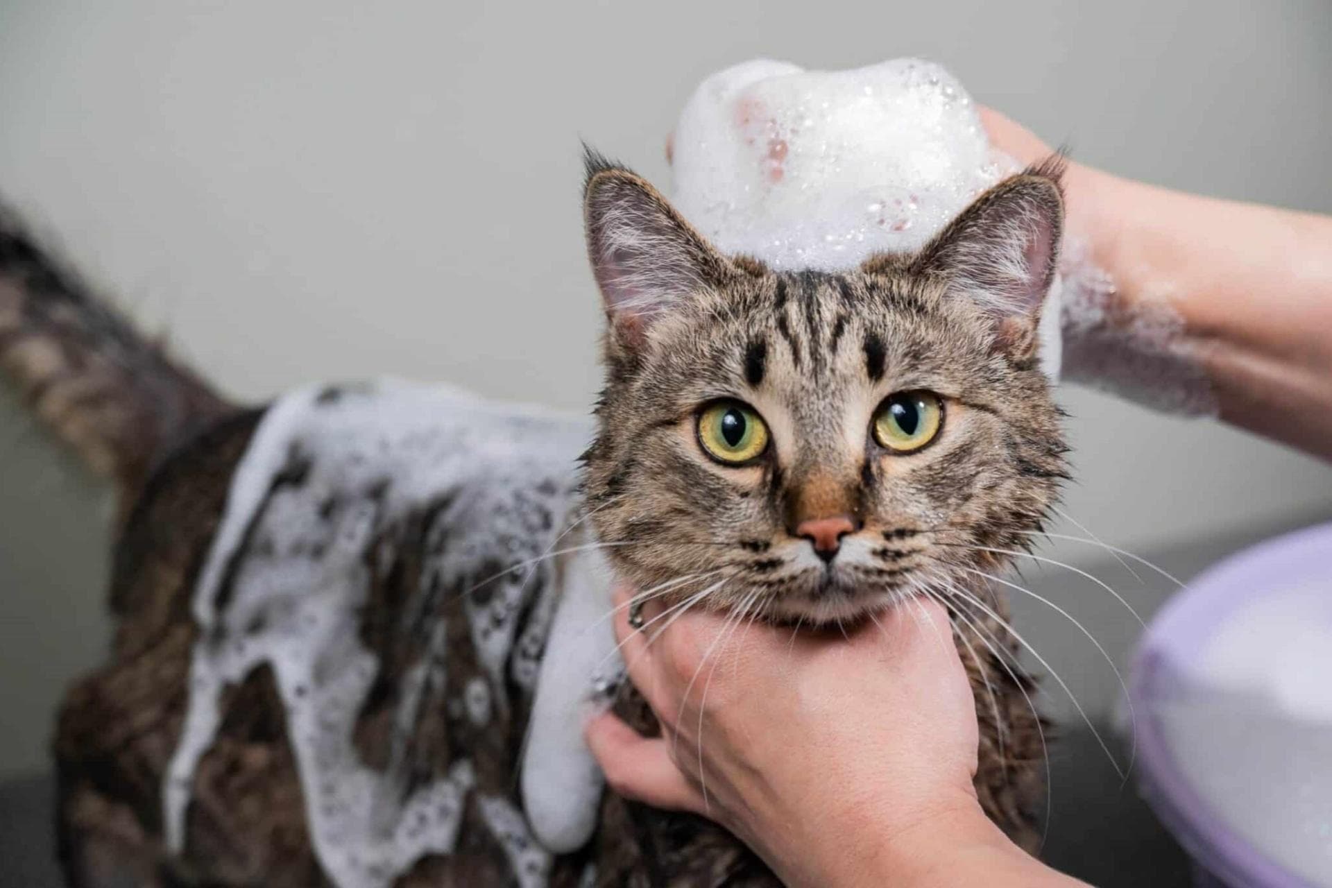 猫咪需要定期洗澡吗？一文详解猫咪洗澡的科学指南