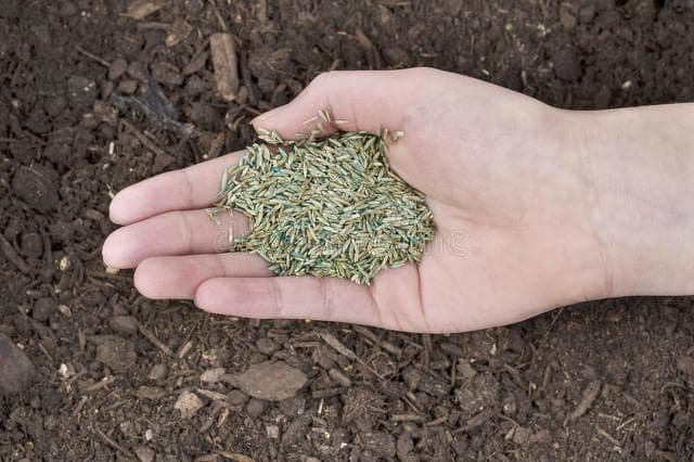 种草籽直接撒在地上行吗？关键因素全解析