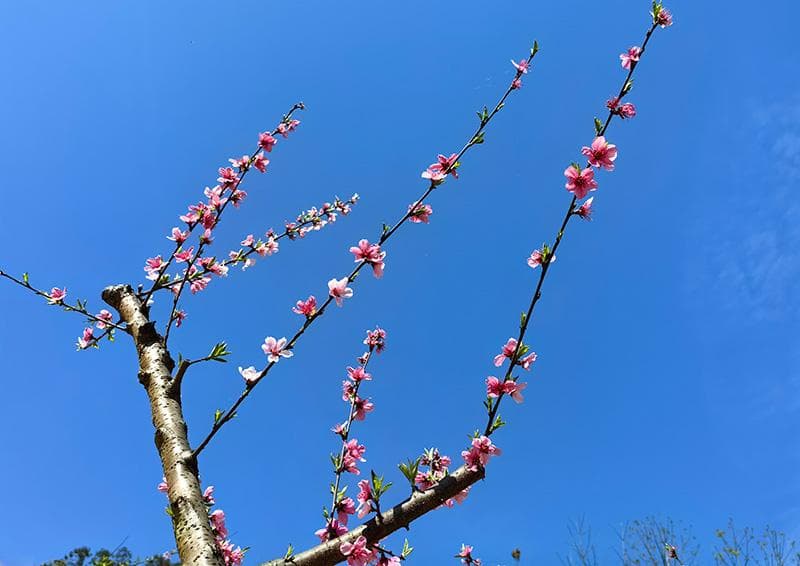 云南威信：以桃花节带活乡村旅游